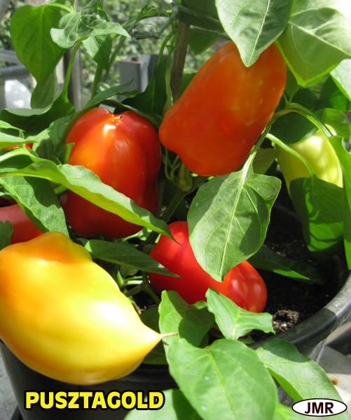 Fichier:Poivron pusztagold.jpg