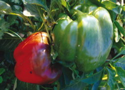 Fichier:Poivron yolo wonder.jpg