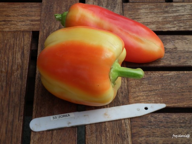 Poivron zorka-2.jpg