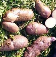 Fichier:Pomme de terre Crotte d'Ours.jpg