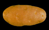 Fichier:Pomme de terre Russet Burbank-1.jpg