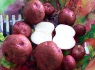 Fichier:Pomme de terre Six Semaines-1.jpg