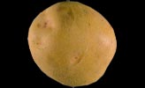 Pomme de terre Yucon Gold-1.jpg