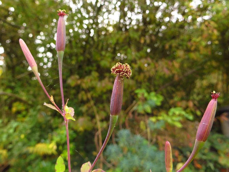 Fichier:Porophylum ruderal-1.jpg