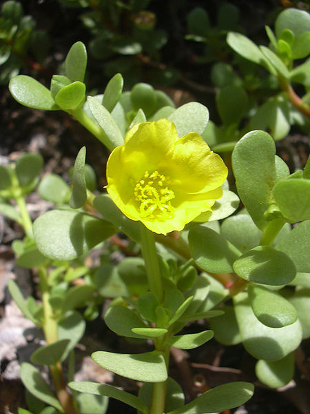 Fichier:Portulaca lutea.jpg