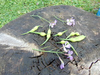 RADIS serpent à gousses-2.jpg