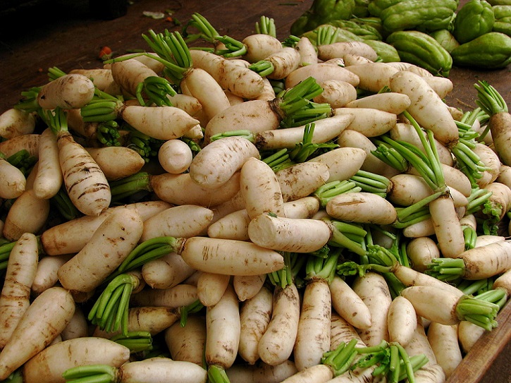 Fichier:Radis Daikon White Icicle.jpg