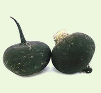 Radis Noir Rond Espagnol-1.jpg