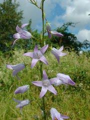 Raiponce (Campanula rapunculus).jpg
