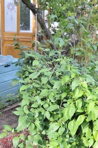 Red peruvian rocoto-1.jpg