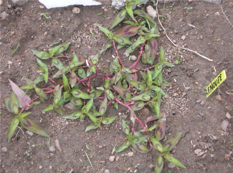 Fichier:Renouée odorante-1.jpg