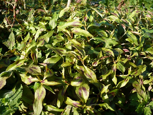 Fichier:Renouée odorante-2.jpg