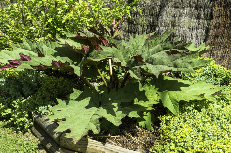 Fichier:Rheum palmatum-1.jpg