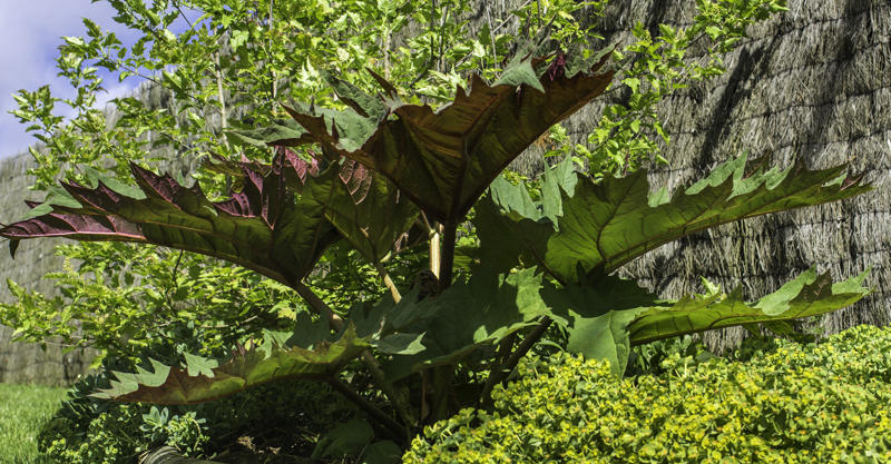 Fichier:Rheum palmatum-2.jpg