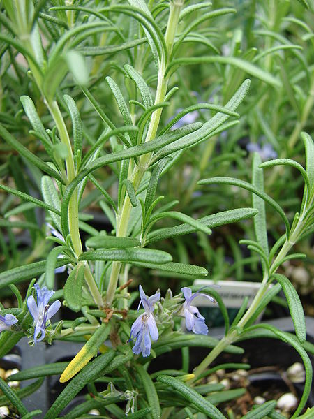 Fichier:Romarin lerida.jpg