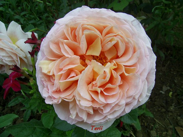 Fichier:Rosa Abraham Darby-1.jpg
