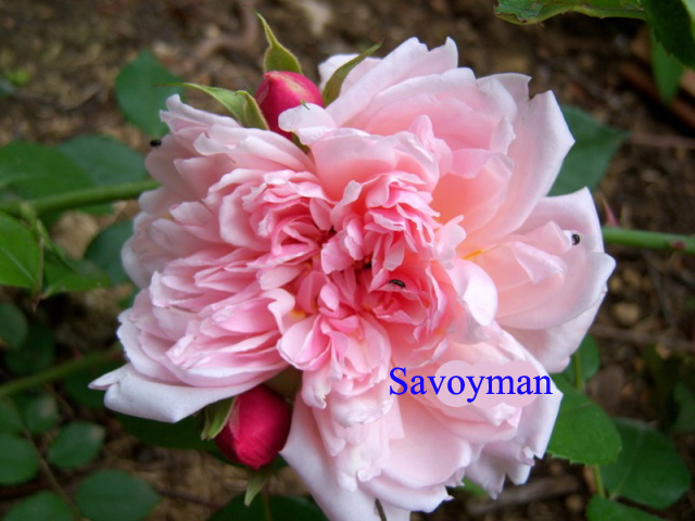 Fichier:Rosa Albertine.jpg