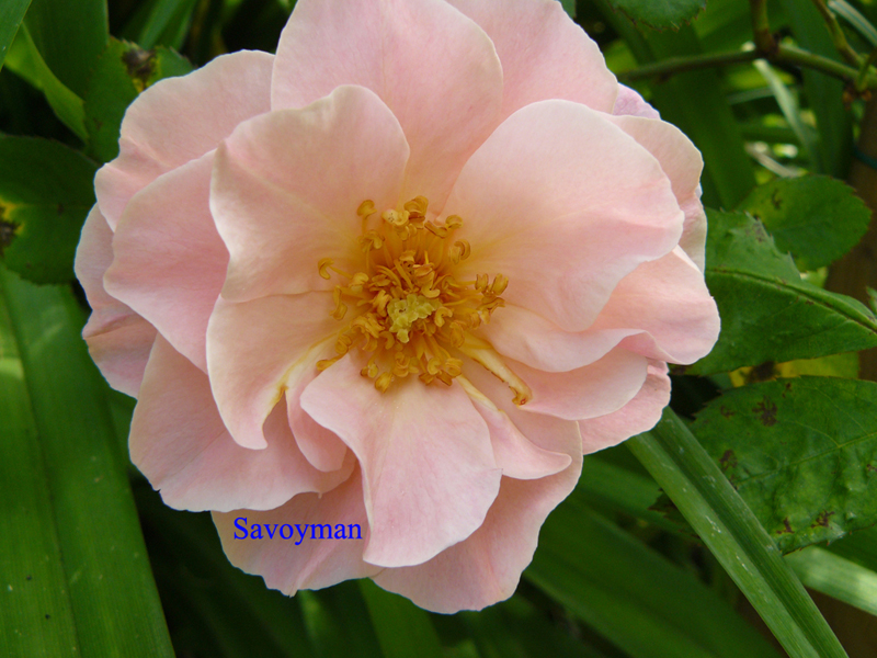 Fichier:Rosa Clair Matin.jpg