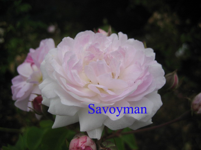 Fichier:Rosa Dentelles de Malines.jpg