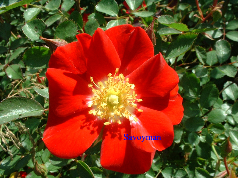 Fichier:Rosa Eyepaint.jpg