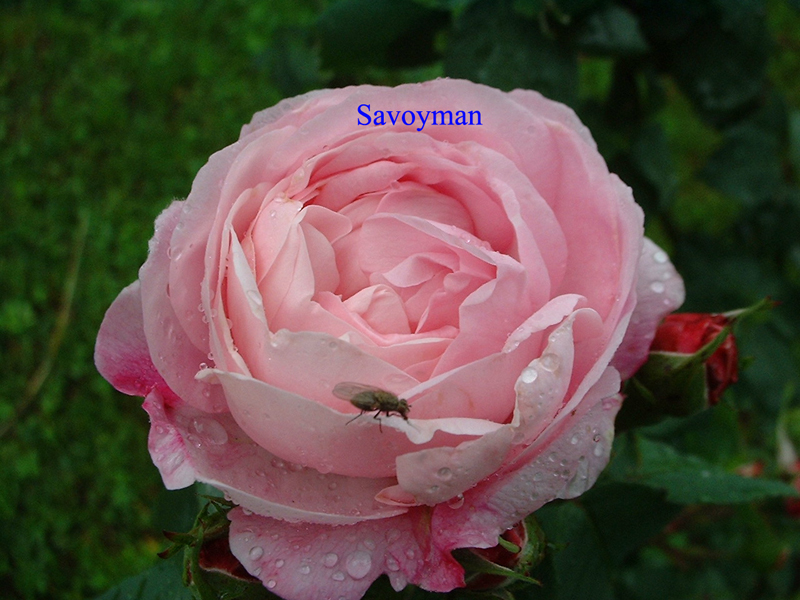 Fichier:Rosa Fantin Latour.jpg