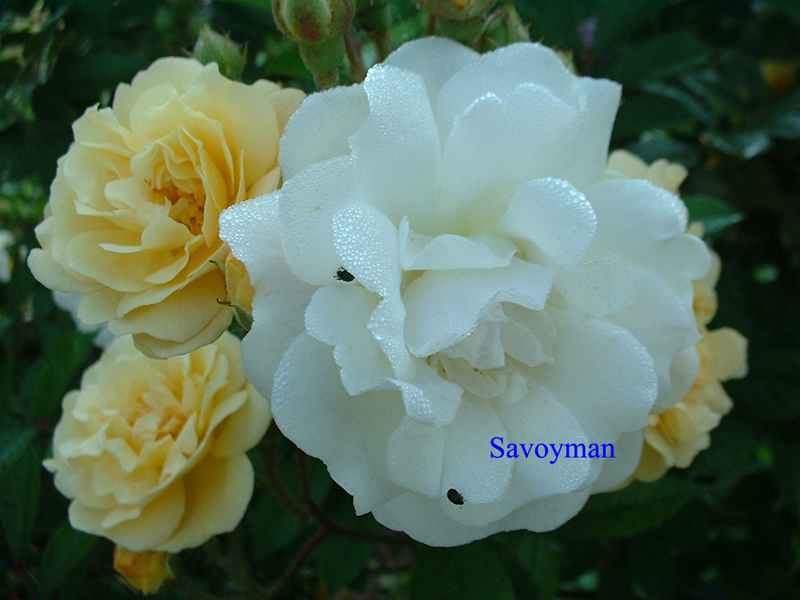 Fichier:Rosa Ghislaine de Féligonde.jpg