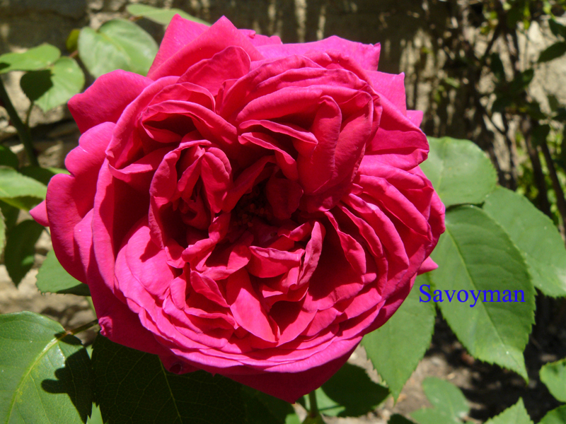 Fichier:Rosa Madame Isaac Pereire.jpg