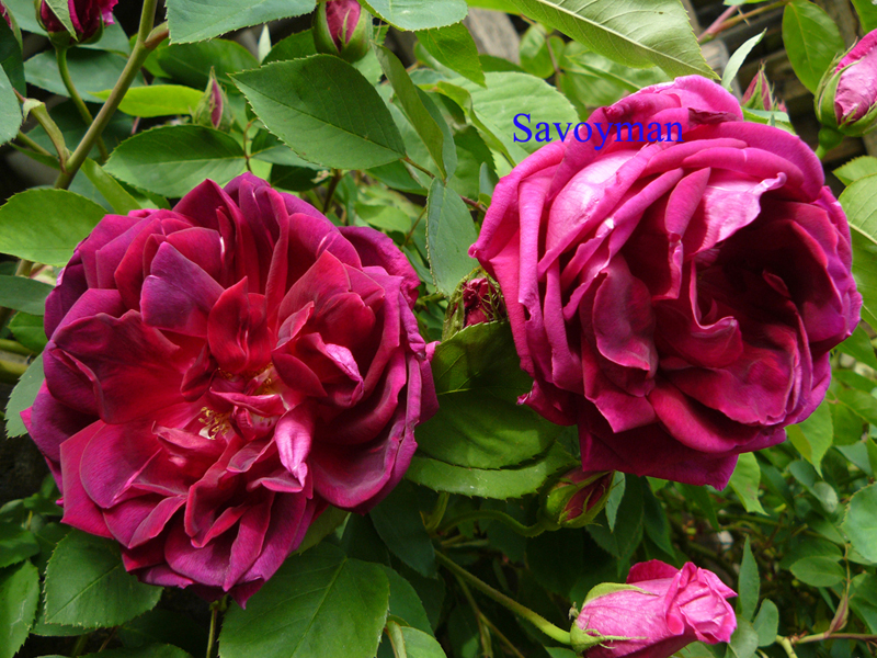 Fichier:Rosa Noella Nabonnand.jpg