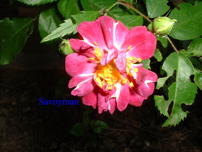 Fichier:Rosa Veilchenblau.jpg