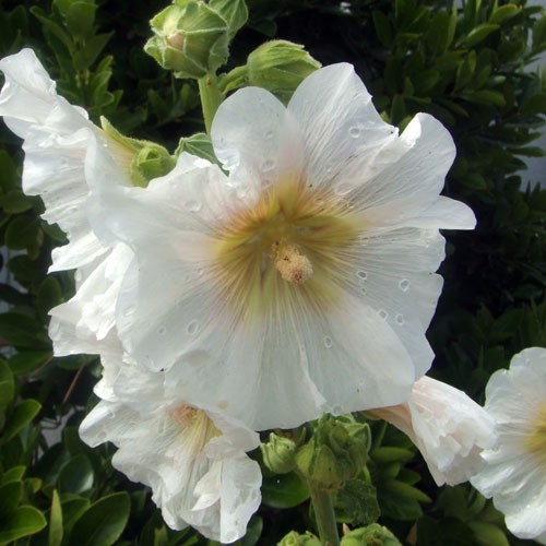 Fichier:Rose trémiére blanche.jpg