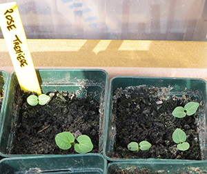 Fichier:Rose tremière-1.jpg