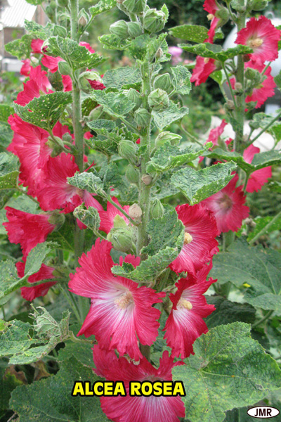 Fichier:Rose tremière.jpg