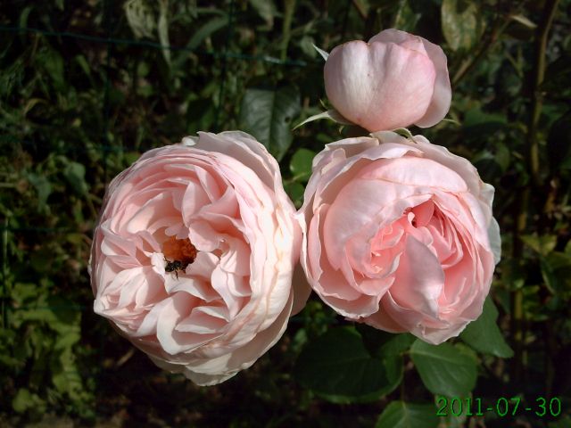 Fichier:Rosier anglais openfield.jpg