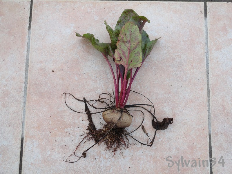 Fichier:Rouge plate d'egypte-1.jpg