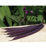 Royal burgundy-1.jpg