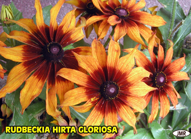 Fichier:Rudbeckia Hirta Gloriosa.jpg