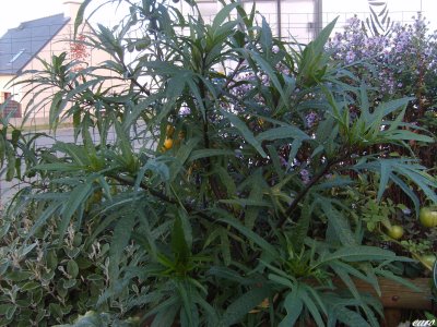 Fichier:SOLANUM laciniatum-1.jpg