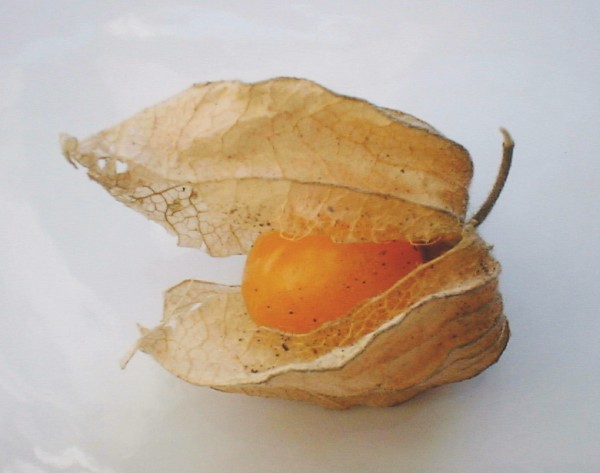 Fichier:SOLANUM physalis peruviana.jpg