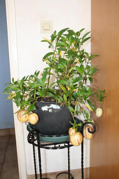 Fichier:SOLANUM poire melon-1.jpg