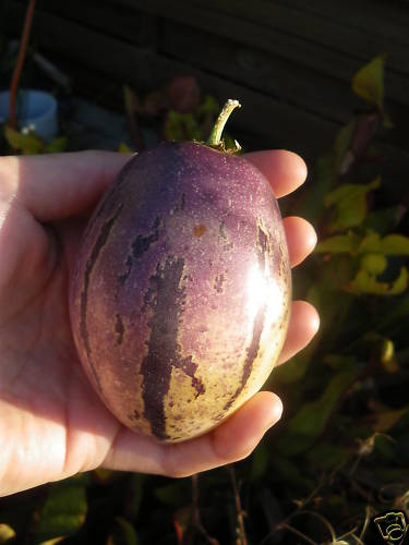 Fichier:SOLANUM poire melon.jpg