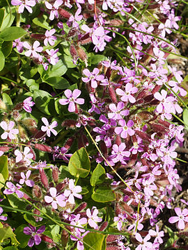 Fichier:Saponaria ocymoides.jpg