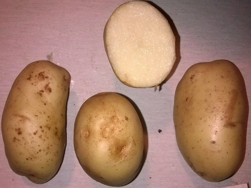 Fichier:Sarpo shona.jpg