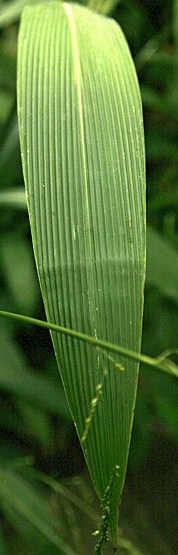 Setaria palmifolia.jpg