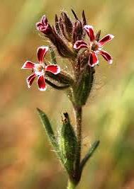 Silene Gallica var. quinquevulnera.jpg