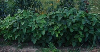 Fichier:Soja potager-1.jpg