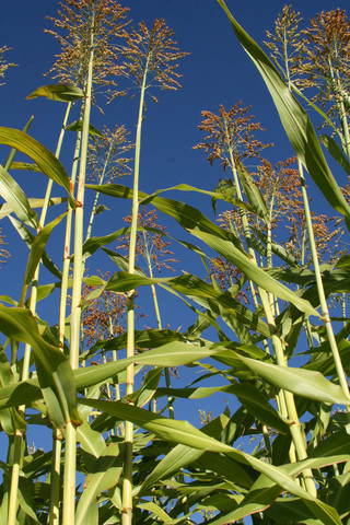 Fichier:Sorgho apache red sugarcane.jpg