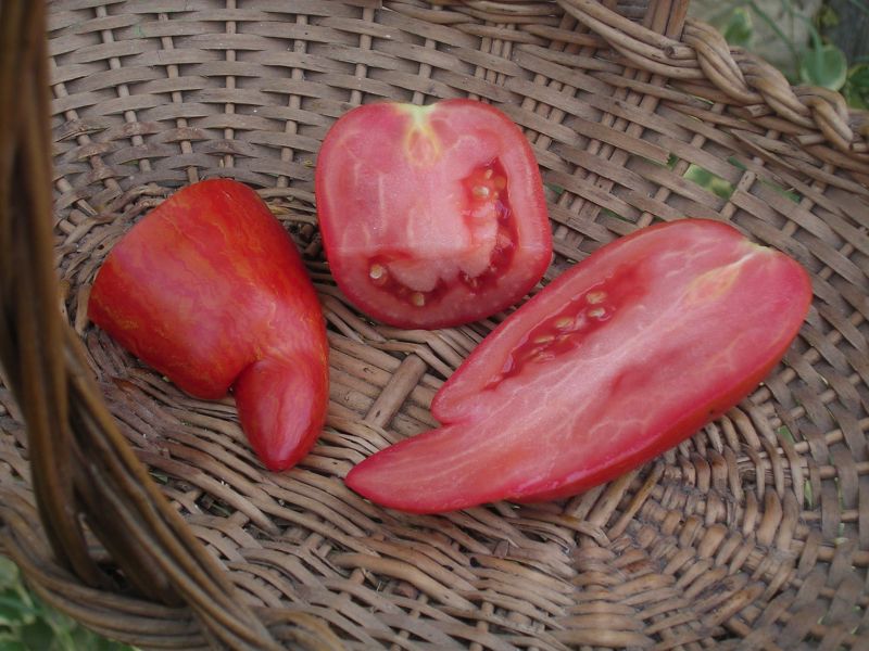 Fichier:Striped roman-1.jpg