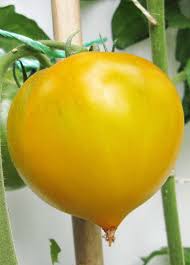 Fichier:Téton de Wépion.jpg