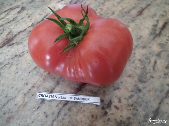 Fichier:TOMATE CROATIAN HEART SAMOBOR.jpg