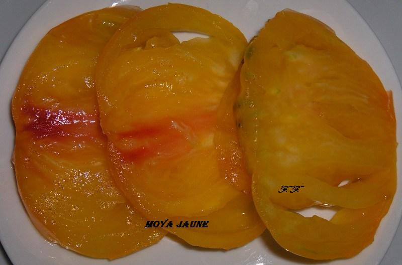 Fichier:TOMATE Moya Jaune.jpg